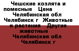 Чешские козлята и помесные › Цена ­ 15 000 - Челябинская обл., Челябинск г. Животные и растения » Другие животные   . Челябинская обл.,Челябинск г.